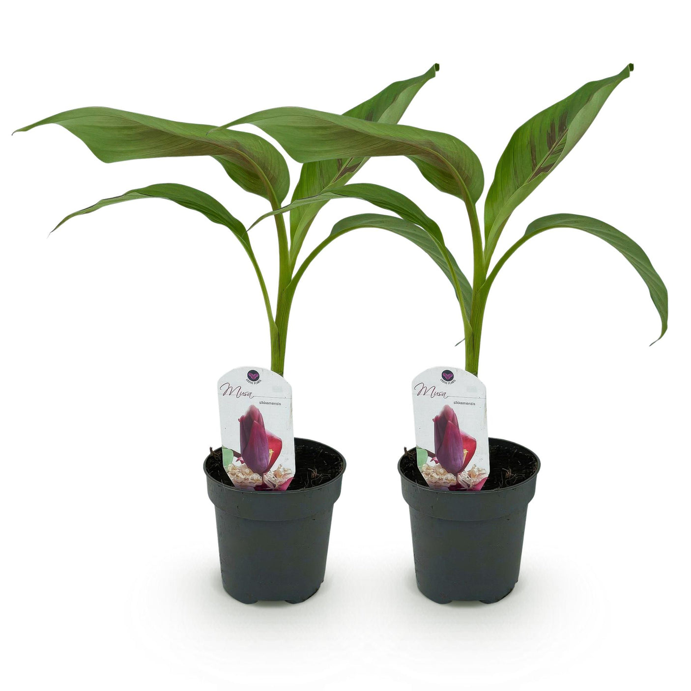 Musa sikkemensis Red Tiger - 2 plantas ↕ 30 cm de altura ⟷ maceta de 12 cm