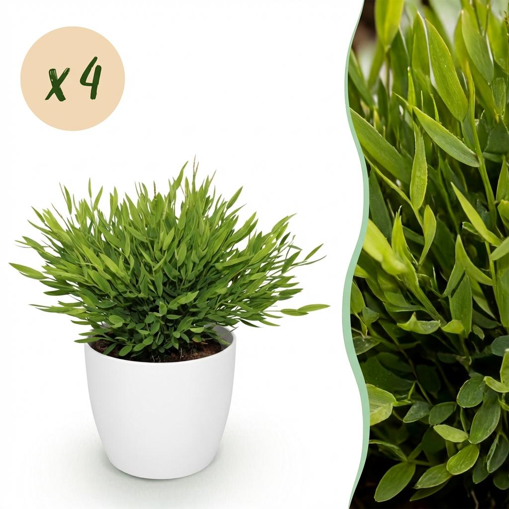 Bamusa Pogonatherum Monica - 4 Pflanzen mit weißem Topf