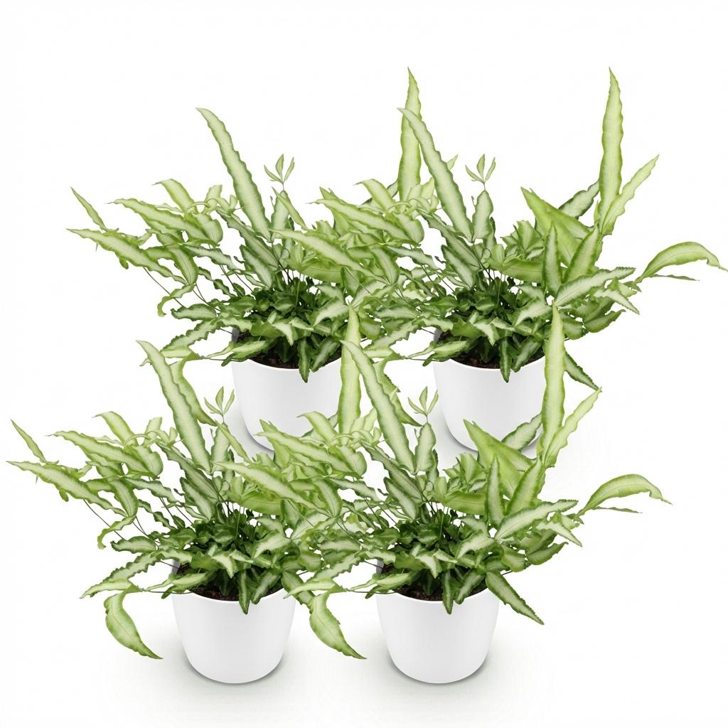 Pteris cretica Albolineata - 4 Planten met Witte pot