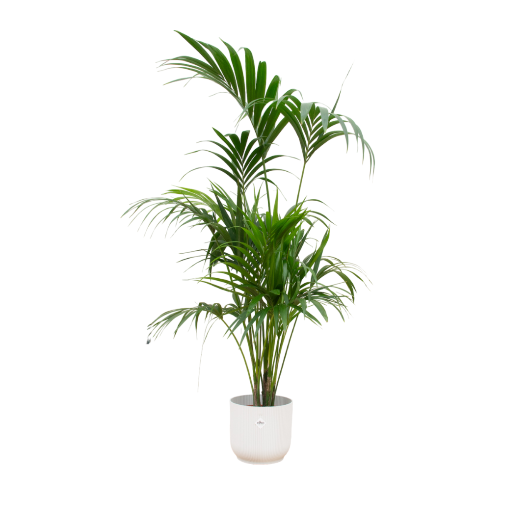 Kentia palm in Elho pot - Wit ↕ 180 cm hoog  ⟷ 30 cm pot
