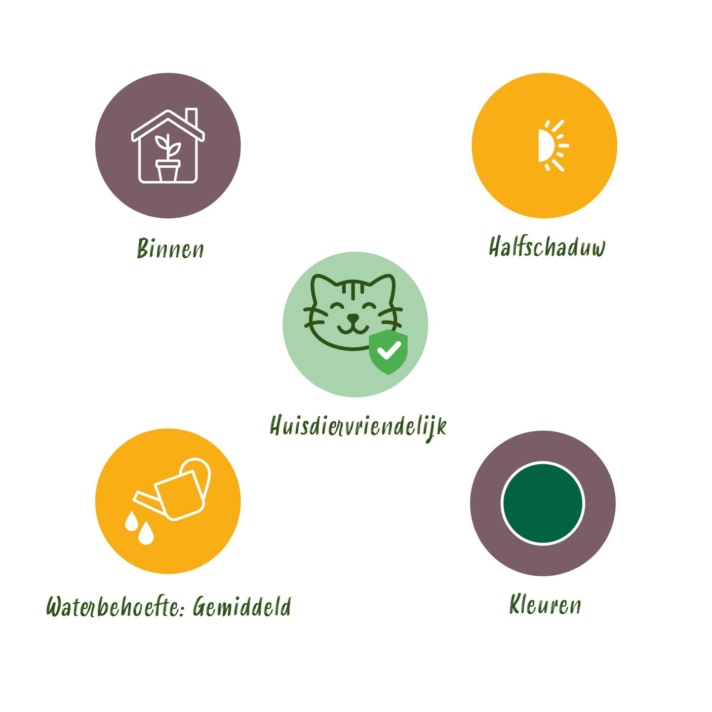 Nephrolepsis Exaltata Green Lady – 4 Pflanzen mit Korb