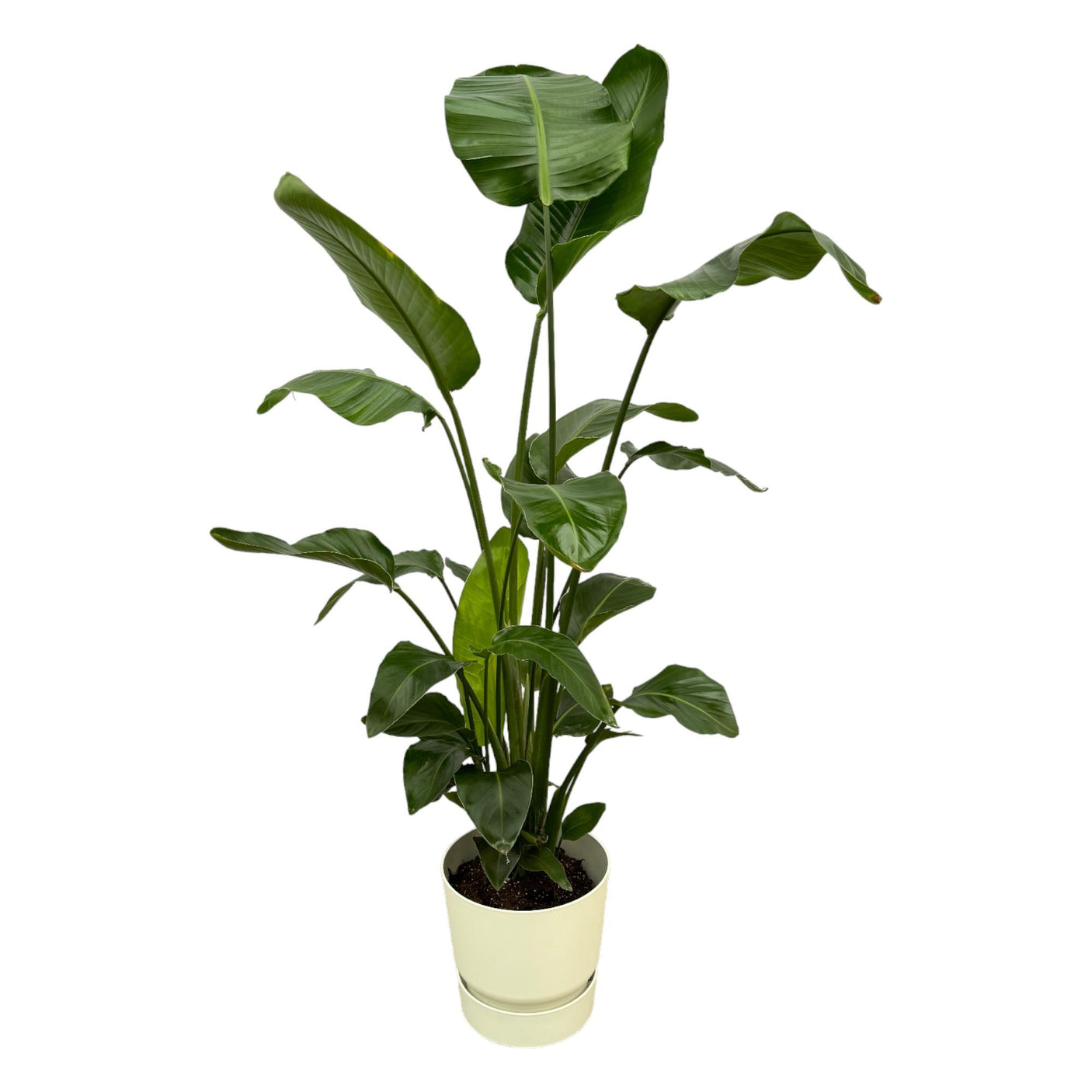 Strelitzia Nicolai in Elho pot - Greenville Round wit ↕ 160 cm hoog ⟷ 30 cm pot