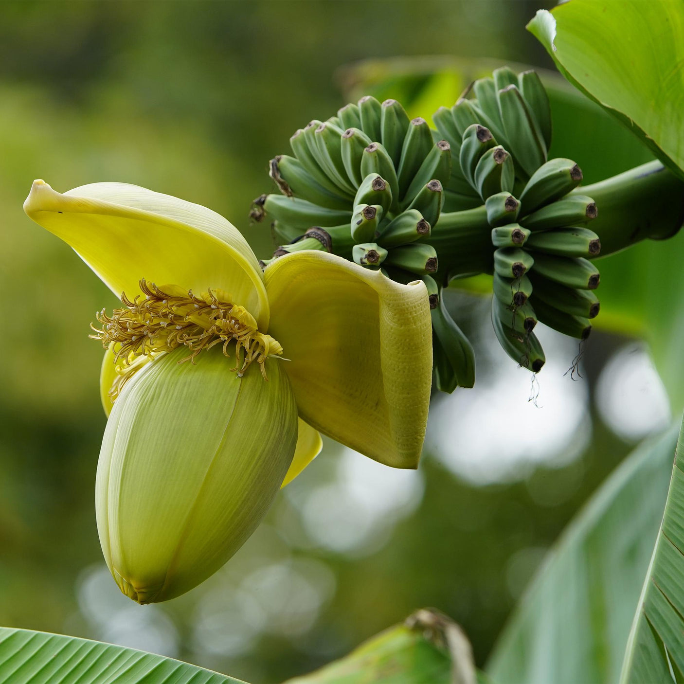 Musa Basjoo - 4 plantas ↕ 30 cm de alto ⟷ maceta de 12 cm