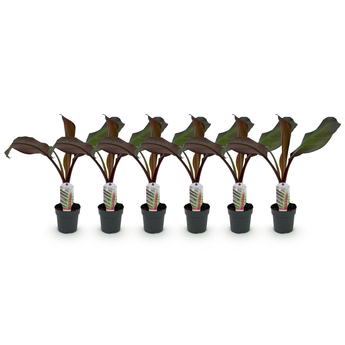 Musa Ensete ventricosum Maurelli - 6 planten ↕ 30 cm hoog ⟷ 12 cm pot