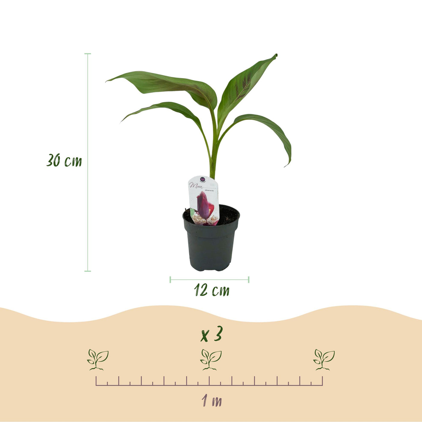 Musa sikkemensis Red Tiger - 2 plantas ↕ 30 cm de altura ⟷ maceta de 12 cm