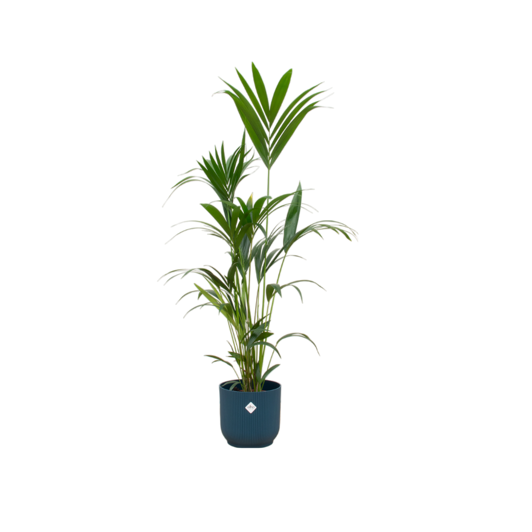 Kentia palm in Elho pot - Blauw ↕ 160 cm hoog  ⟷ 30 cm pot