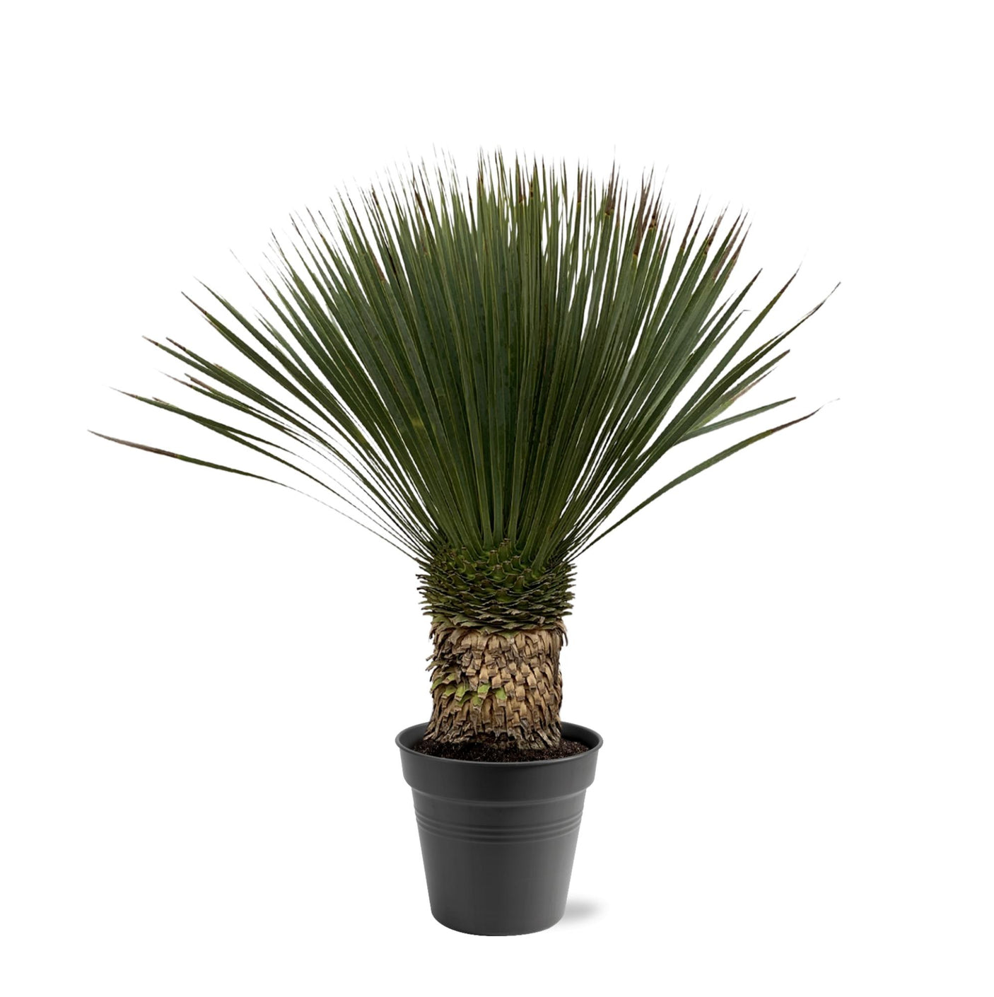 Yucca Rostrata ↕ 80 cm de alto ⟷ maceta de 38 cm