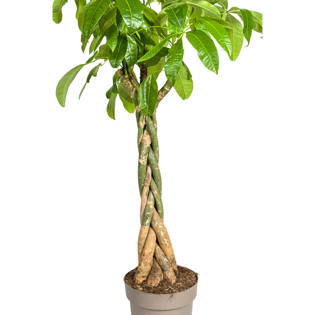 Pachira Aquatica ↕ 160 cm hoog  ⟷ 30 cm pot