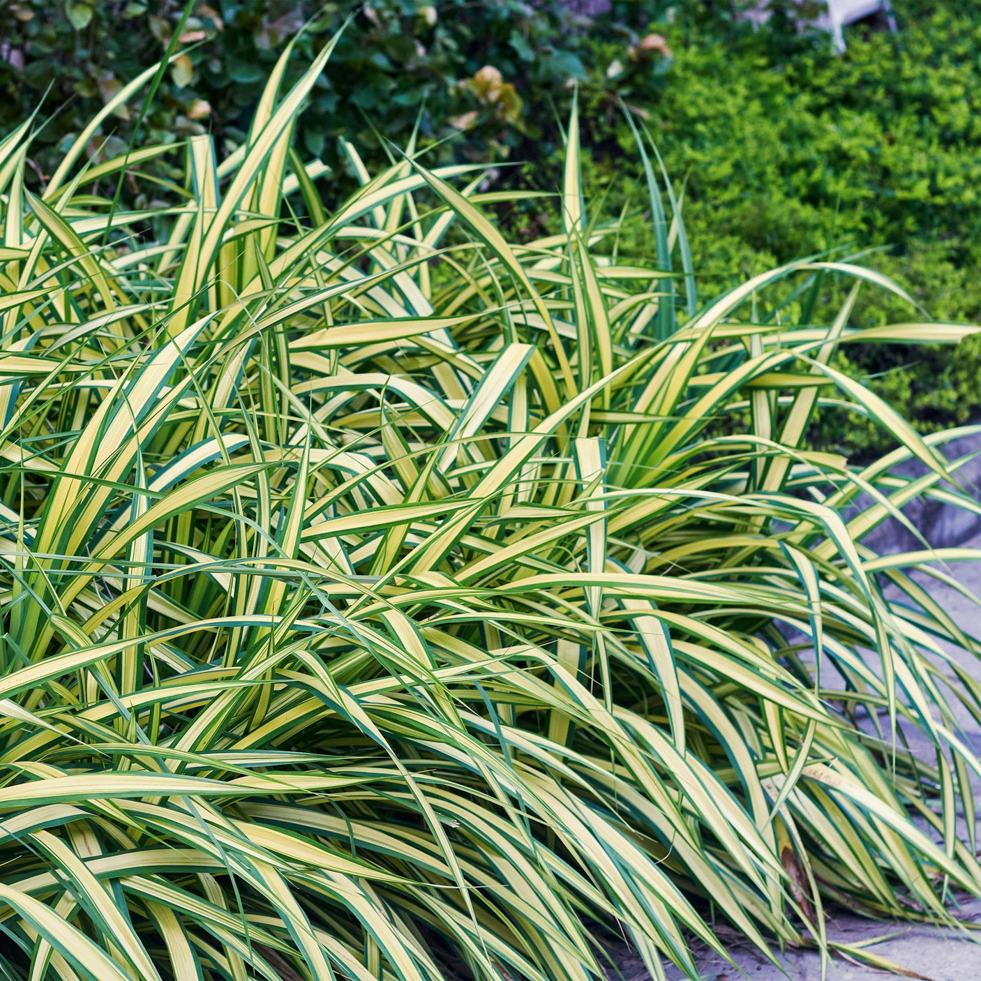 Carex Oshimensis Evergold - 4 plantas ↕ 50 cm de altura ⟷ maceta de 17 cm
