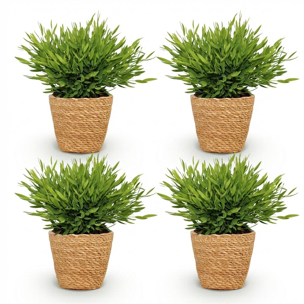 Bamusa Pogonatherum Monica - 4 Pflanzen mit Korb