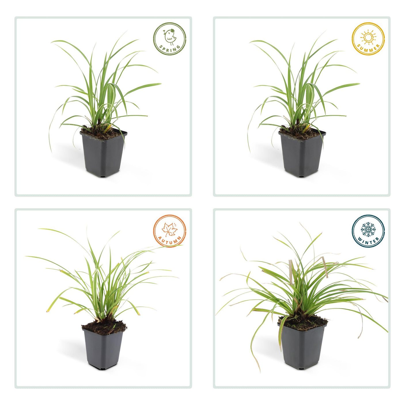 Carex Morrowii 'Ice Dance' - 6 plantas ↕ 10-25 cm de alto ⟷ maceta de 9 cm