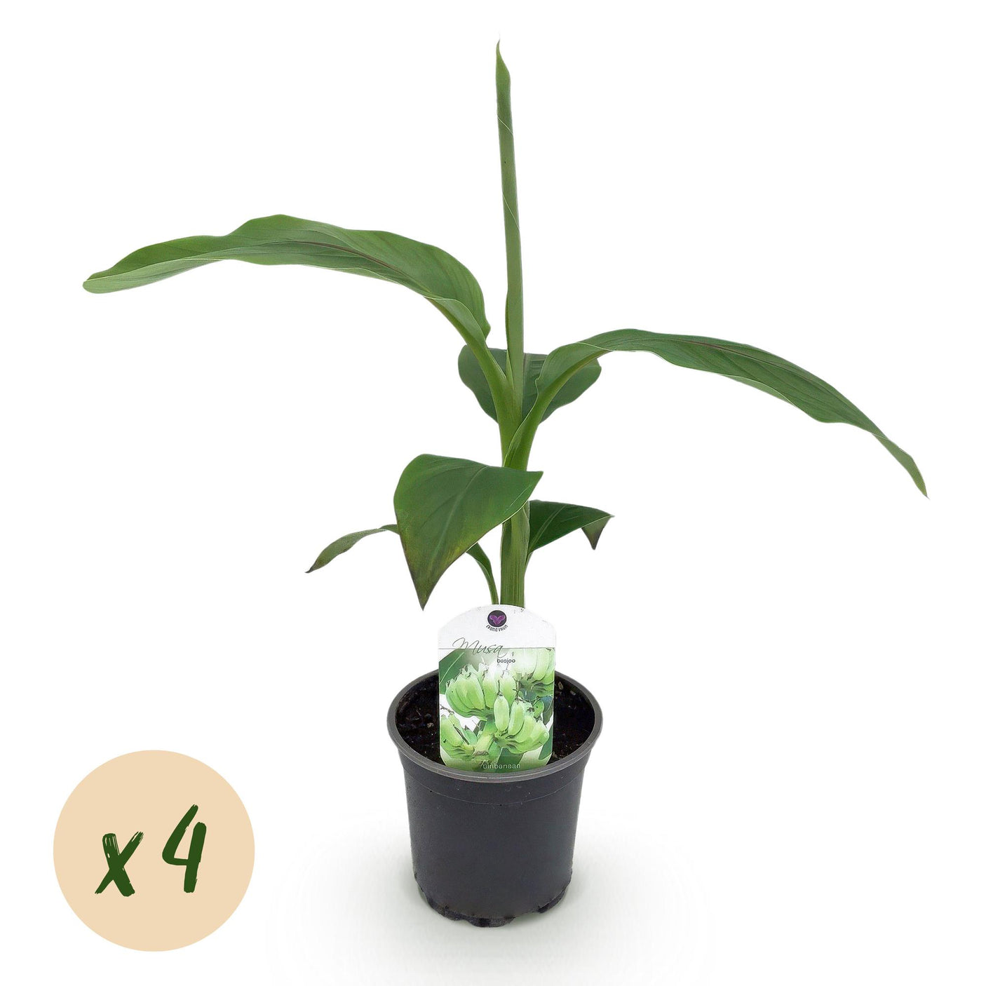 Musa Basjoo - 4 plantas ↕ 30 cm de alto ⟷ maceta de 12 cm