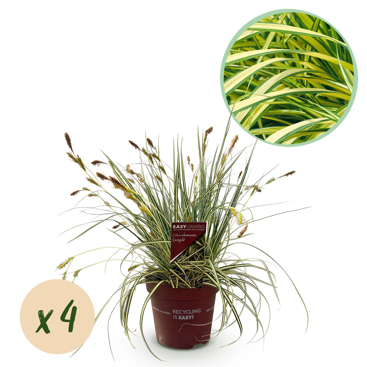 Carex Oshimensis Evergold - 4 plantas ↕ 50 cm de altura ⟷ maceta de 17 cm