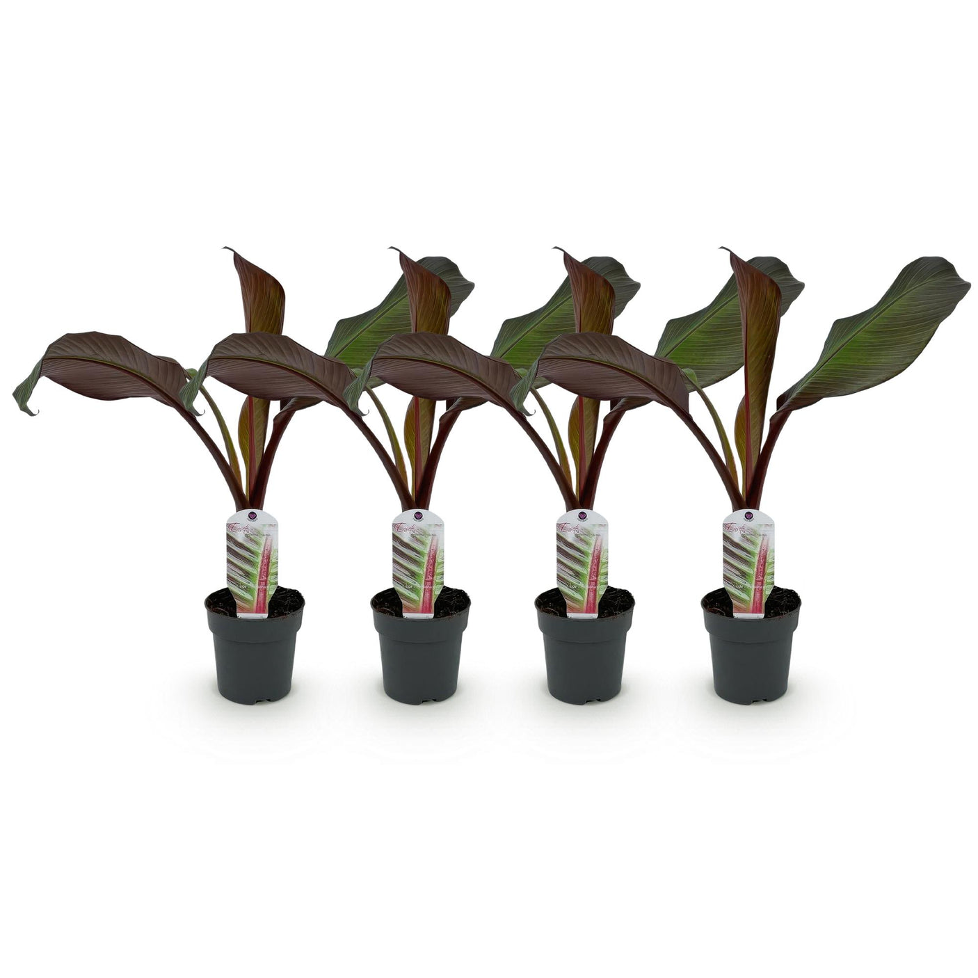 Musa Ensete ventricosum Maurelli - 4 planten ↕ 30 cm hoog ⟷ 12 cm pot