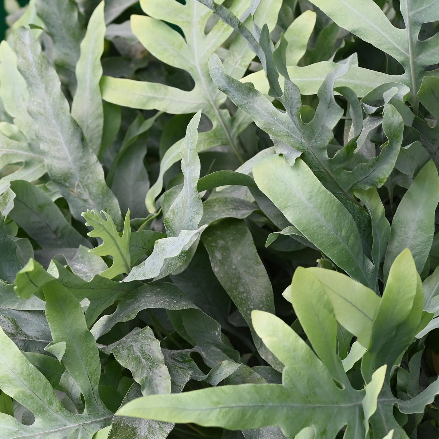 Phlebodium aureum Blue Star – 4 Pflanzen mit grauem Topf