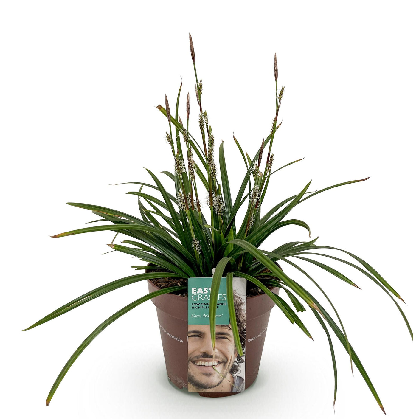 Carex Morrowii Irish Green - 1 planta ↕ 50 cm de alto ⟷ maceta de 17 cm
