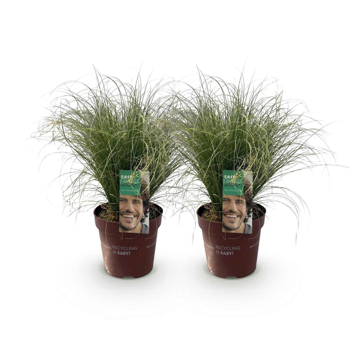 Carex Comans Frosted Curls - 2 Pflanzen ↕ 50 cm hoch ⟷ 17 cm Topf