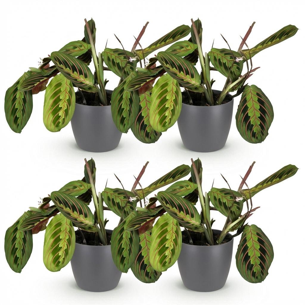 Maranta Fascinator - 4 Planten in grijze pot