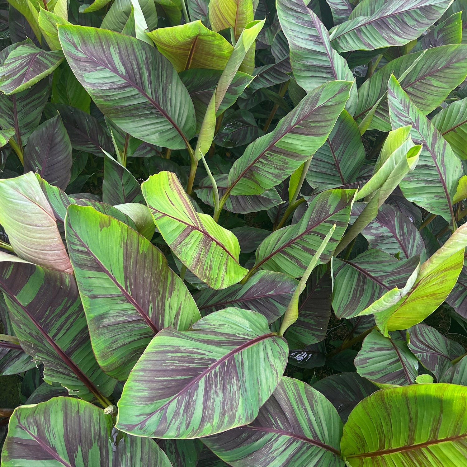 Bananenplant Musa Ever Red - 2 planten ↕ 50 cm hoog  ⟷ 15 cm pot