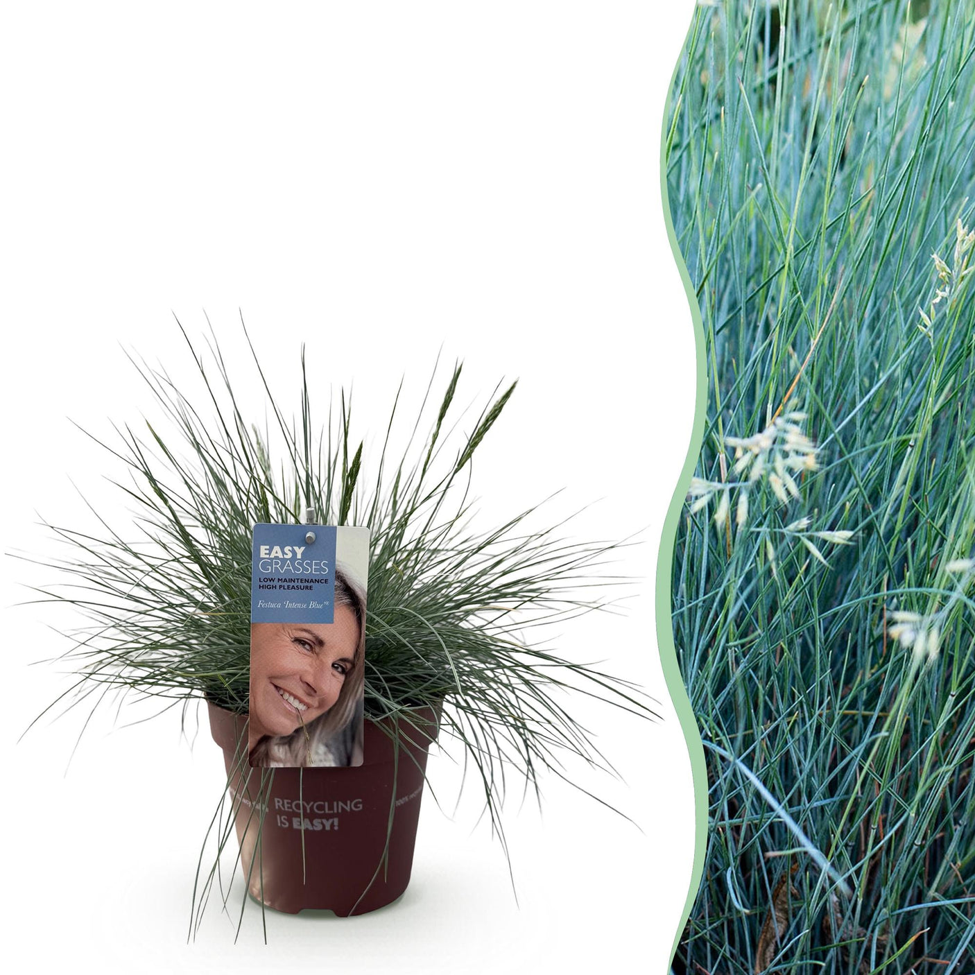 Festuca Glauca Intense Blue – 1 Pflanze ↕ 50 cm hoch ⟷ 17 cm Topf
