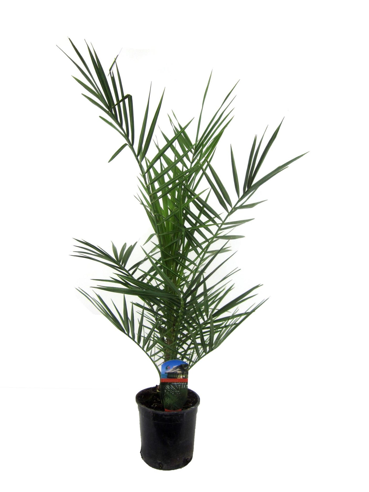 Phoenix Canariensis ↕ 80 cm hoog  ⟷ 15 cm pot