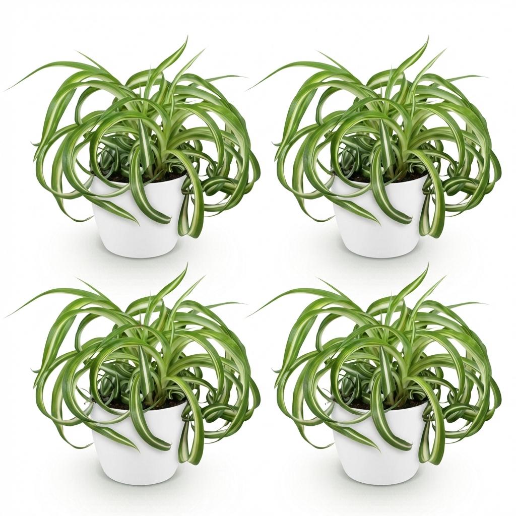 Chlorophytum comosum Bonnie - 4 Planten in Witte pot