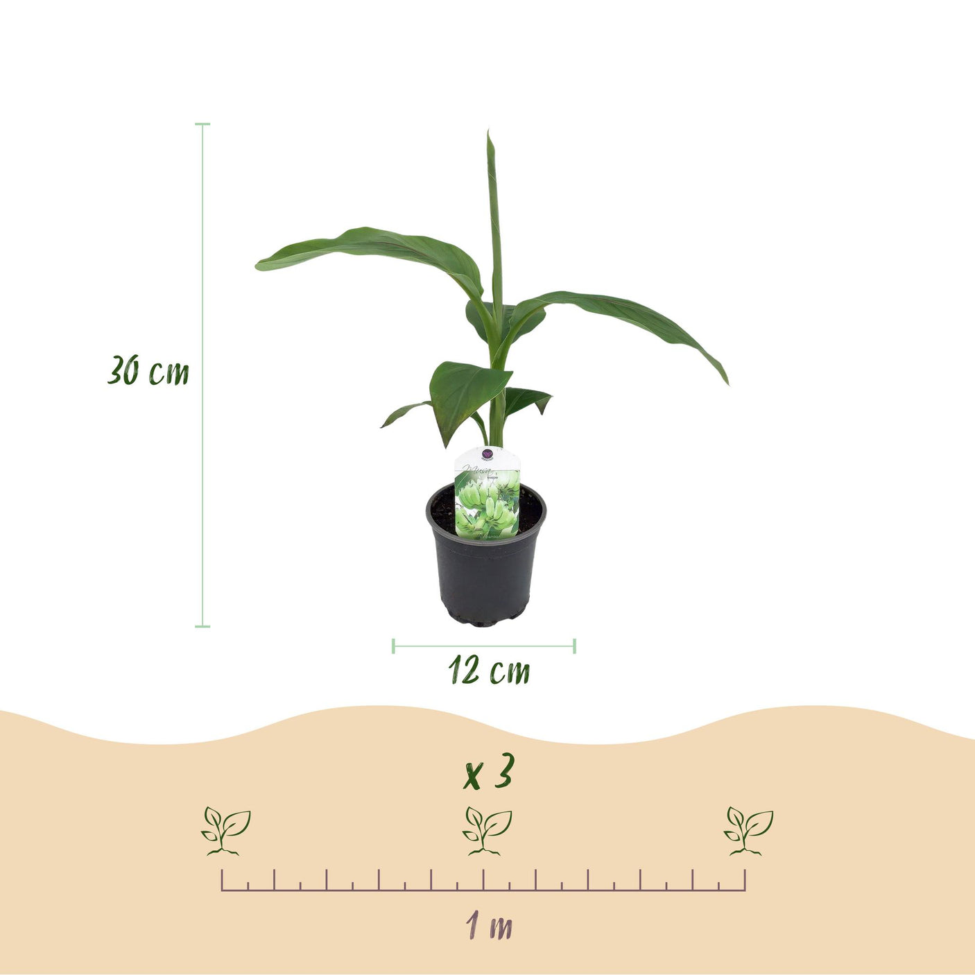 Musa Basjoo - 4 plantas ↕ 30 cm de alto ⟷ maceta de 12 cm