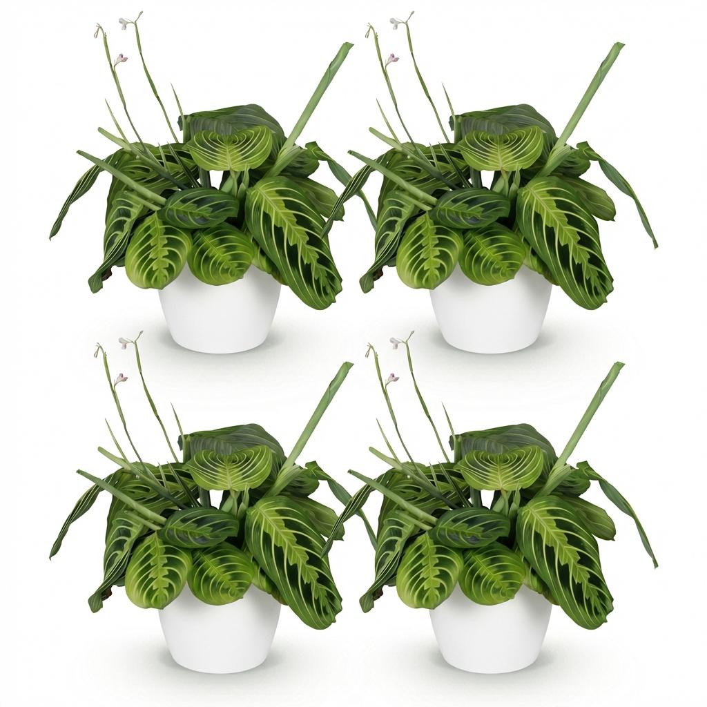 Maranta Fascinator Lemon Lime - 4 Pflanzen mit weißem Topf