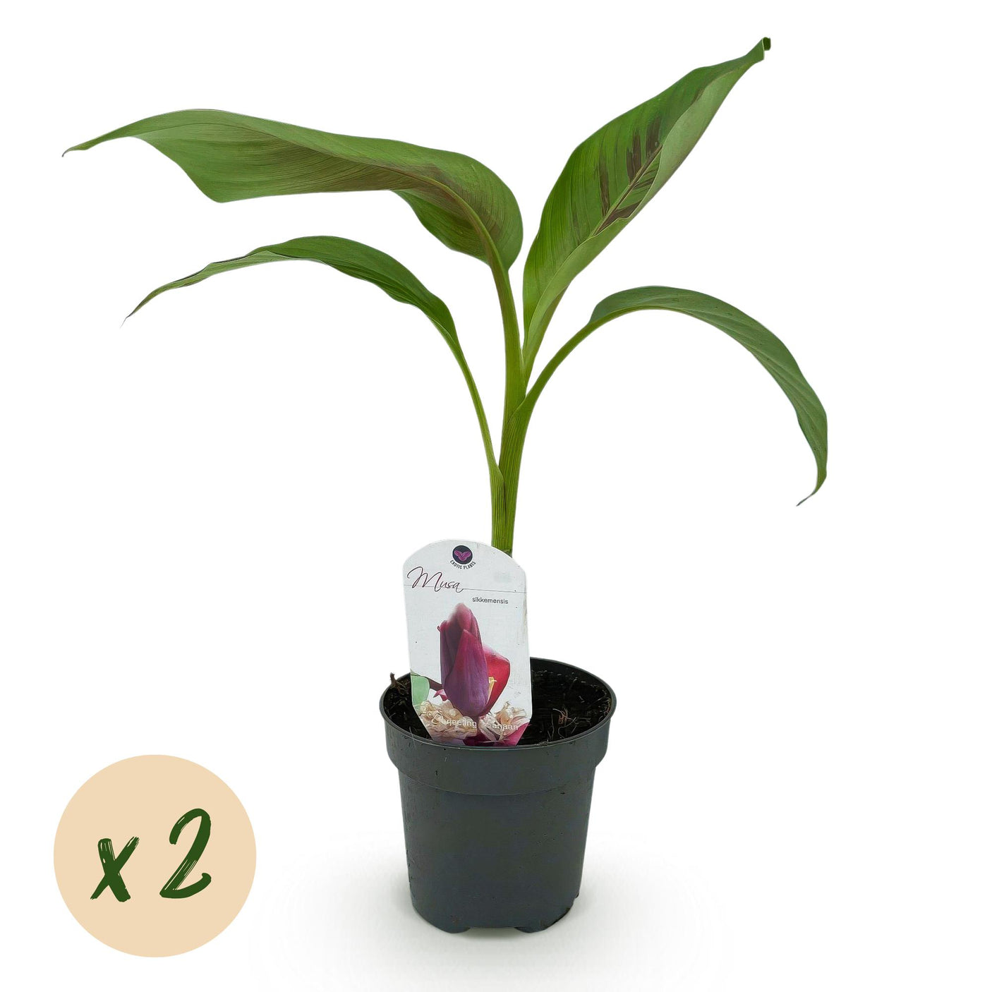 Musa sikkemensis Red Tiger - 2 plantas ↕ 30 cm de altura ⟷ maceta de 12 cm