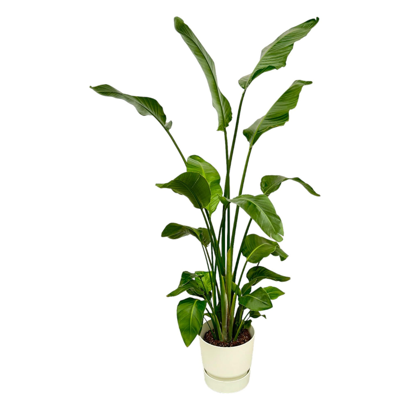 Strelitzia Nicolai in Elho pot -  Greenville Round wit ↕ 180 cm hoog  ⟷ 30 cm pot