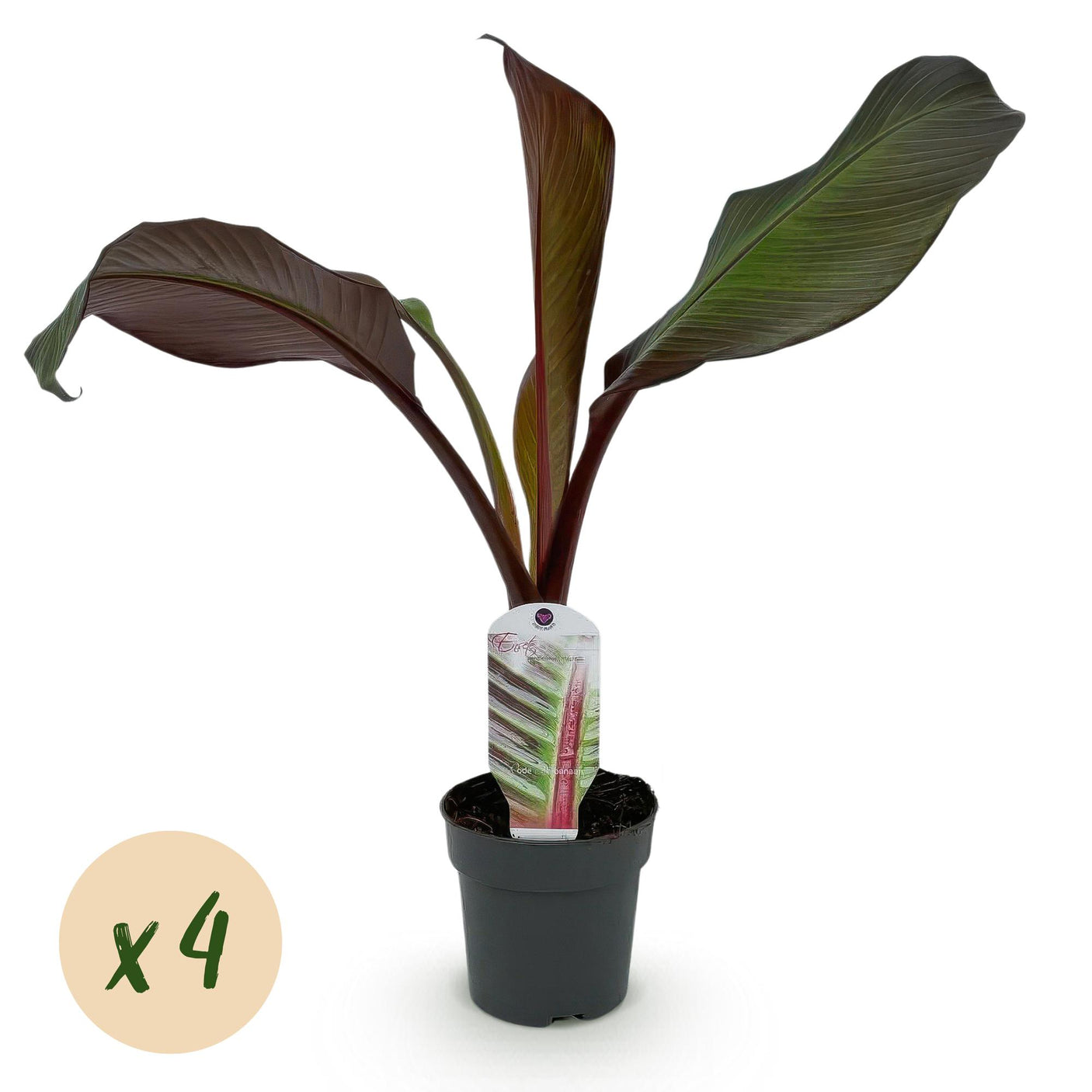 Musa Ensete ventricosum Maurelli - 4 planten ↕ 30 cm hoog ⟷ 12 cm pot