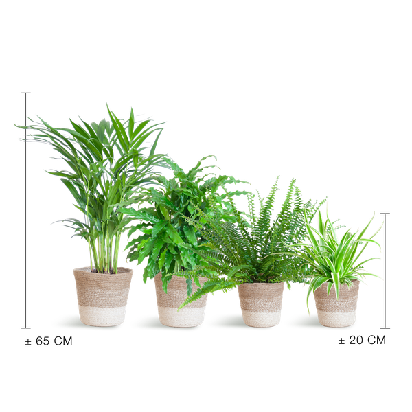 Diervriendelijke plantenset met mand