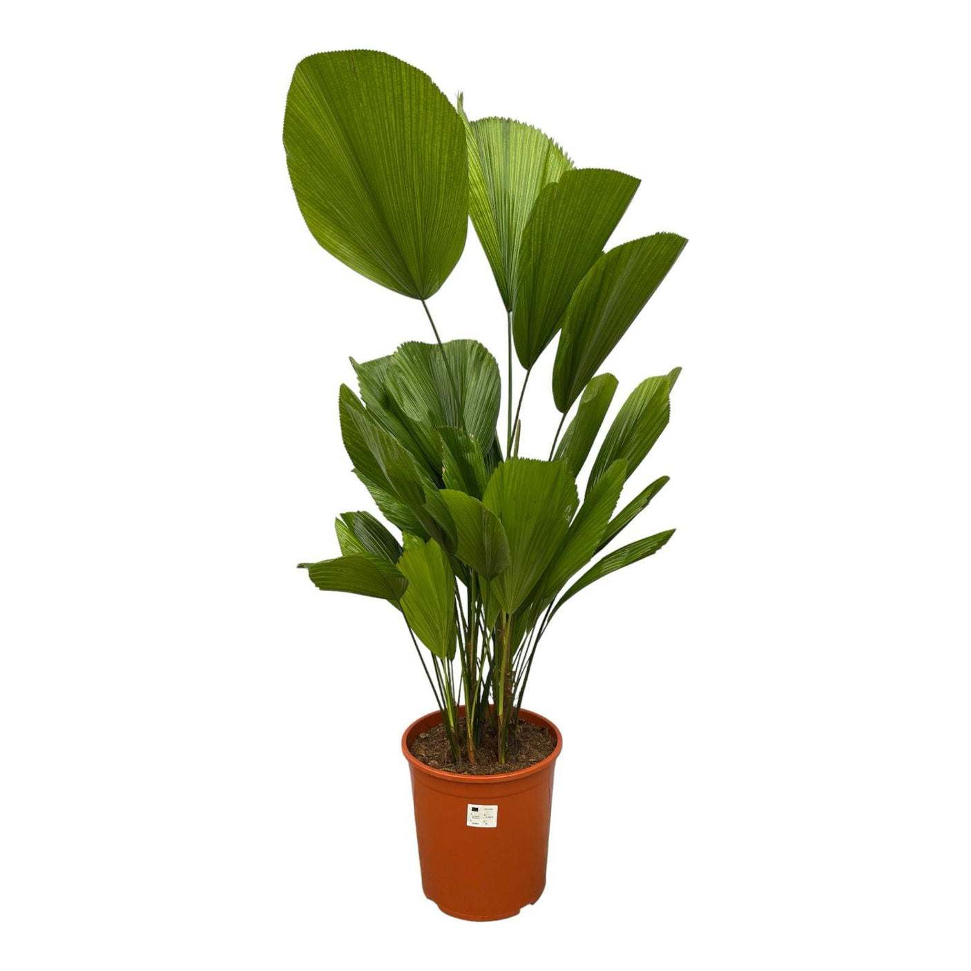 Licuala Grandis ↕150 cm hoog  ⟷ 30 cm pot