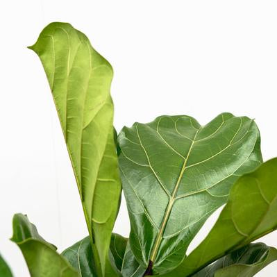 Ficus Lyrata boom ↕ 160 cm hoog ⟷ 27 cm pot