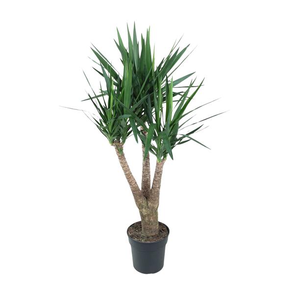 Yucca Elephantipe vertakt ↕ 150 cm hoog ⟷ 31 cm pot