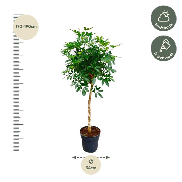 Schefflera op stam ↕ 170 cm hoog ⟷ 35 cm pot