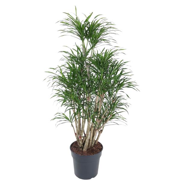 Dracaena Anita vertakt ↕ 150 cm hoog  ⟷ 31 cm pot