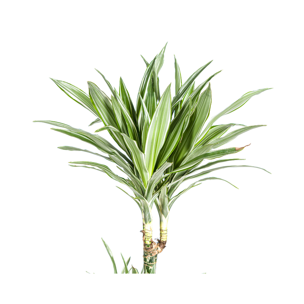 Dracaena Deremensis White Stripe ↕ 150 cm hoog  ⟷ 27 cm pot
