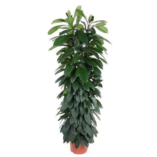 Ficus Cyatistipula zuil ↕ 150 cm hoog ⟷ 29 cm pot