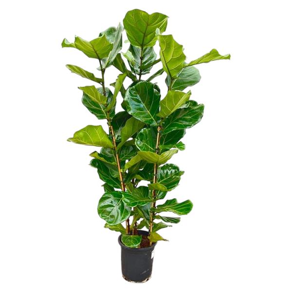 Ficus Lyrata struik ↕ 150 cm hoog  ⟷ 30 cm pot