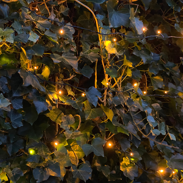 Hedera Hibernica - Klimop - Kant-en-Klaar Haag ↕ 180 cm hoog ⟷ 120 cm pot