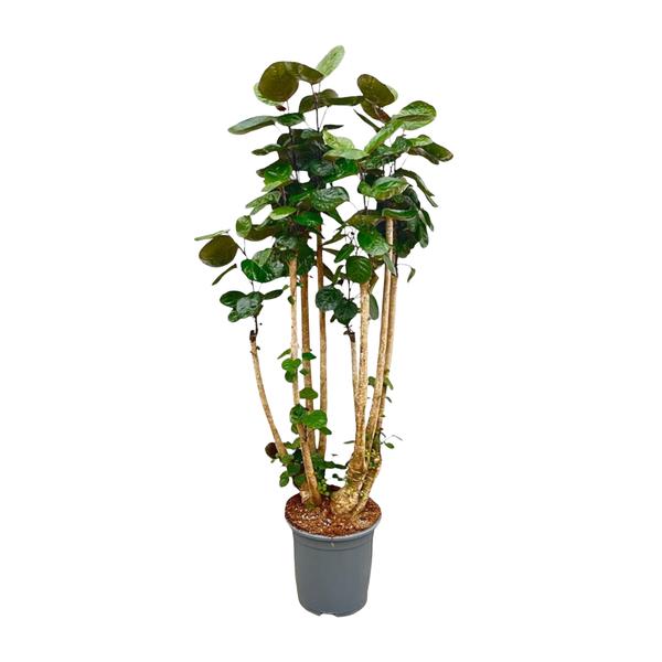 Polysicas Fabian ↕ 150 cm hoog  ⟷ 30 cm pot