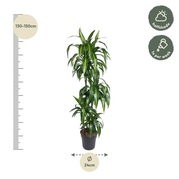 Dracaena Hawaiiana ↕ 150 cm hoog  ⟷ 24 cm pot