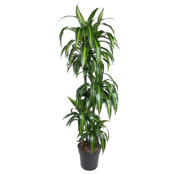 Dracaena Hawaiiana ↕ 150 cm hoog  ⟷ 24 cm pot