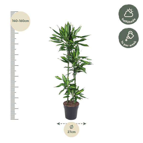 Dracaena Cintho ↕ 150 cm hoog  ⟷ 27 cm pot