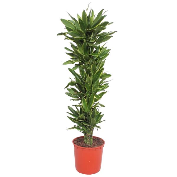 Dracaena Golden Coast ↕ 200 cm hoog ⟷ 34 cm pot