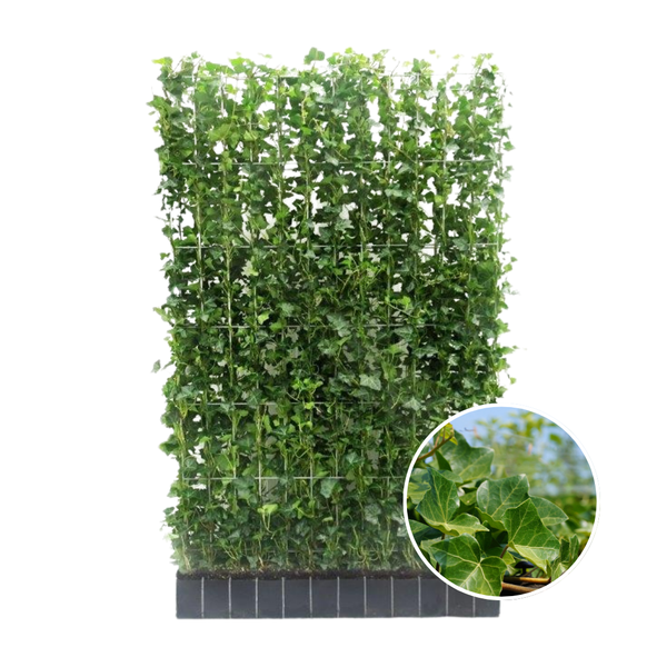 Hedera Hibernica - Klimop - Kant-en-Klaar Haag ↕ 150 cm hoog ⟷ 120 cm pot
