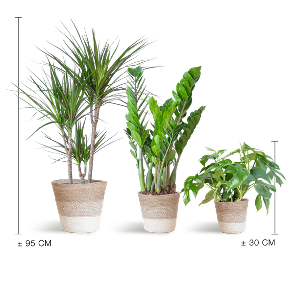 Schaduw Plantenbox - met mand wit ↕ 21 cm hoog ⟷ 95 cm pot