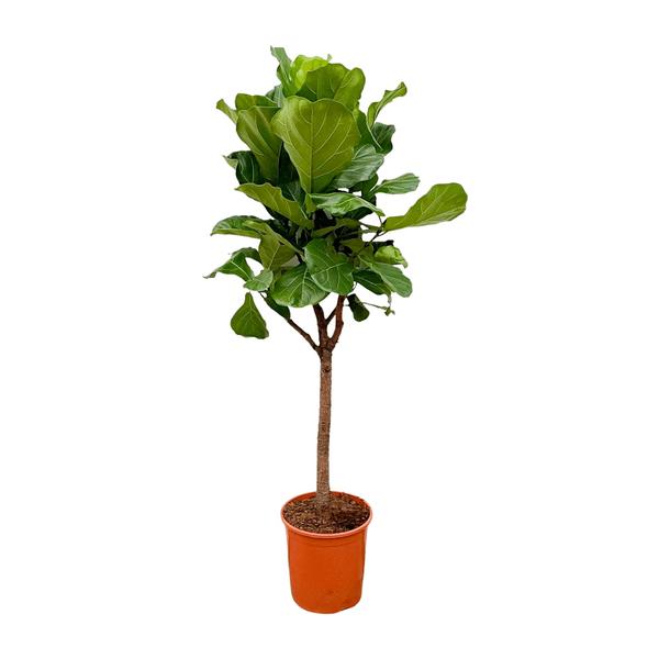 Ficus Lyrata boom ↕ 180 cm hoog  ⟷ 30 cm pot