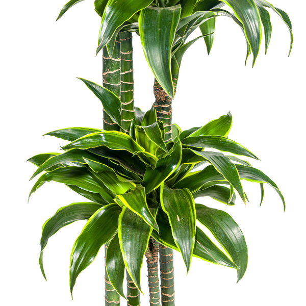 Dracaena Deremensis Dorado ↕ 170 cm hoog ⟷ 27 cm pot